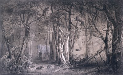 Forêt Vierge au Bord du Nil Bleu, de Voyages au Soudan Oriental et dans l
