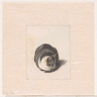 Chat assis, vu de face - Pieter Bartholomeusz. Barbiers