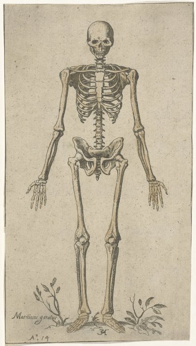 Squelette masculin, vu de face - Pieter Feddes van Harlingen