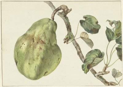 Poire sur une branche - Pieter Gevers