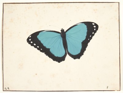 Un papillon exotique - Pieter Holsteijn