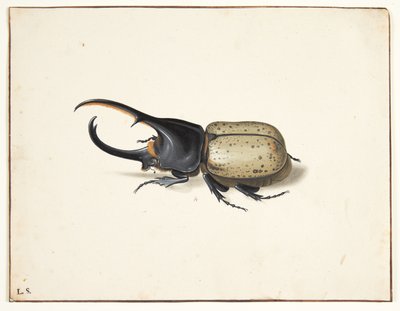 Un scarabée Hercule (dynastes hercules) - Pieter Holsteijn