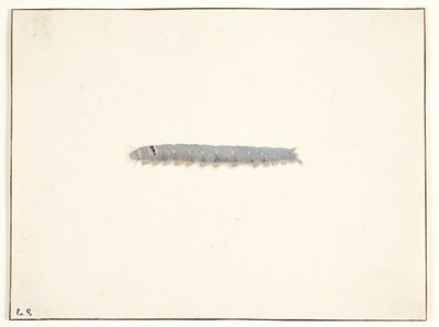 Chenille de papillon de nuit - Pieter Holsteijn