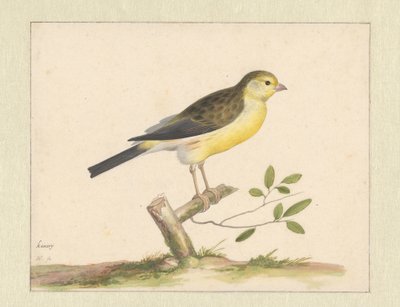 Canari sauvage - Pieter Holsteyn (I)