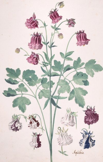 Une columbine ou bonnet de grand-mère..., avec études supplémentaires de fleurs, milieu-fin du XVIIe siècle - Pieter Holsteyn the Younger