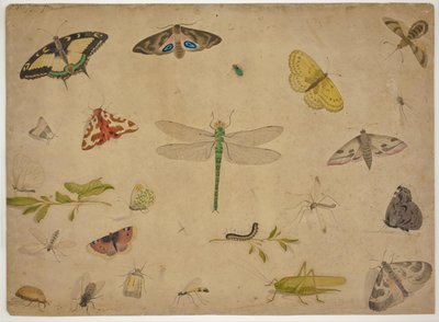 26 insectes - Pieter I Holsteijn
