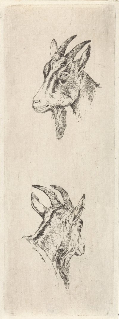 Tête de bouc - Pieter Janson