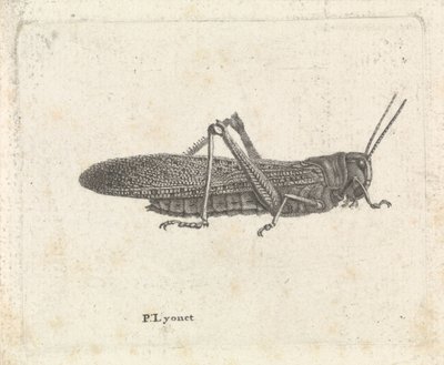 Sauterelle - Pieter Lyonet