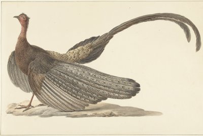 Faisan Argus - Pieter Pietersz. Barbiers