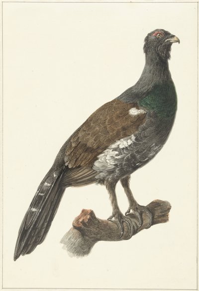 Grand tétras - Pieter Pietersz. Barbiers