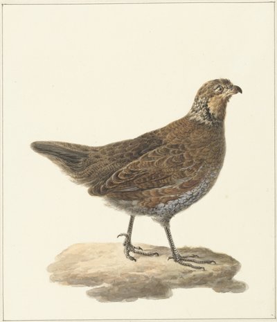 Colin de Virginie (Colinus virginianus) - Pieter Pietersz. Barbiers