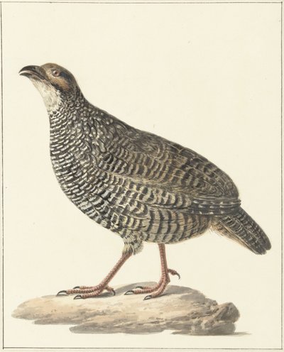 Francolin chinois (Excalfactoria chinensis) - Pieter Pietersz. Barbiers
