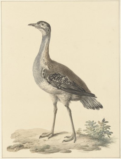 Outarde de Denham (Neotis denhami) - Pieter Pietersz. Barbiers