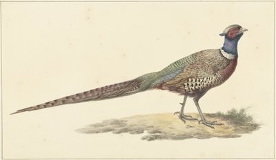 Faisan - Pieter Pietersz. Barbiers