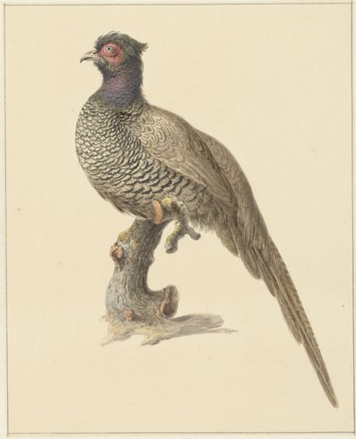 Faisan de chasse - Pieter Pietersz. Barbiers