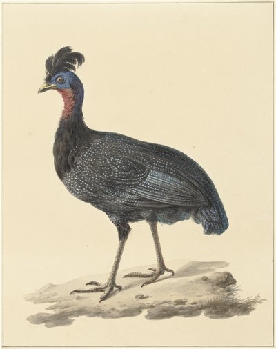 Pintade huppée - Pieter Pietersz. Barbiers