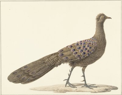 Paon miroir - Pieter Pietersz. Barbiers