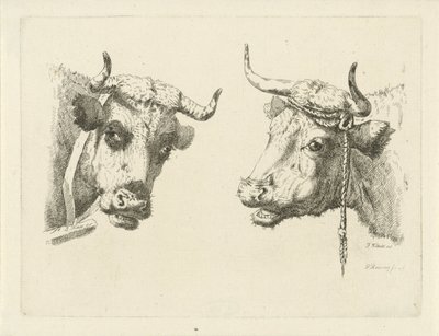 Deux têtes de vaches - Pieter Roosing