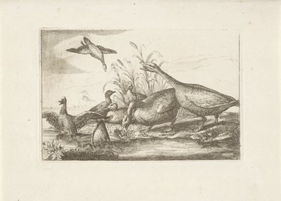 Canards et oies - Pieter Schenk (I) (attributed to)