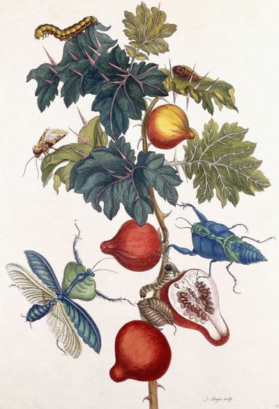 Métamorphose de divers insectes, 1726 - Pieter Sluiter or Sluyter