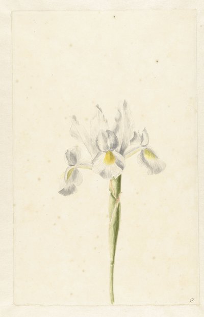Iris blanc (Iris albicans) - Pieter Withoos (circle of)