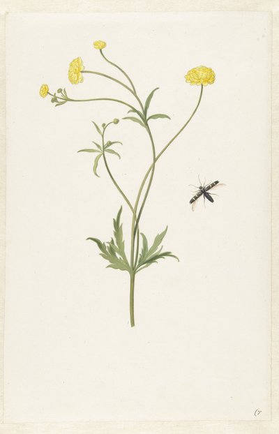 Double renoncule jaune et insecte - Pieter Withoos (possibly)