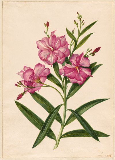 Laurier-rose pourpre - Pieter Withoos