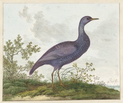 Râle des genêts (Porzana porzana) ? - Pieter Withoos