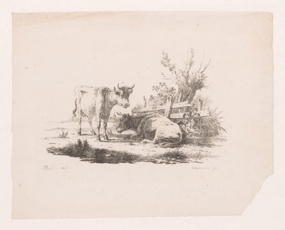 Deux vaches près d