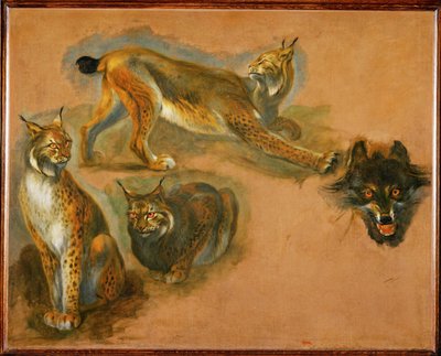 Un lynx, tête de loup (peinture sur toile) - Pieter or Peter Boel