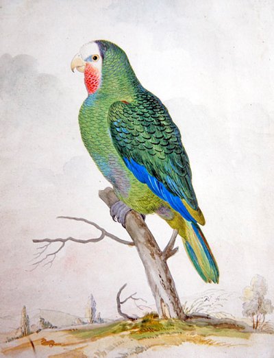 Un perroquet dans un paysage - Pieter the Younger Holsteyn