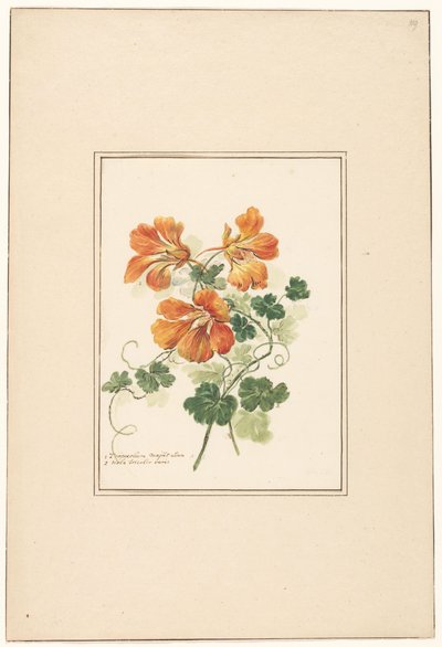 Branches de Tropaeolum et une violette - Pieter van Loo (attributed to)