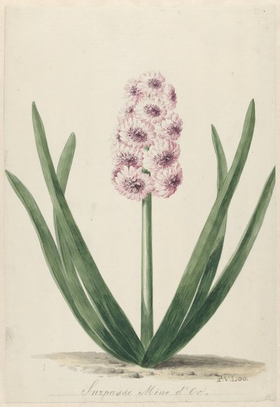 Jacinthe appelée Surpasse Mine d