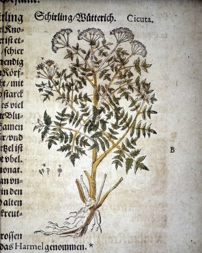 Ciguë - Dans "Herbarium Mattioli". - Pietro Andrea Mattioli