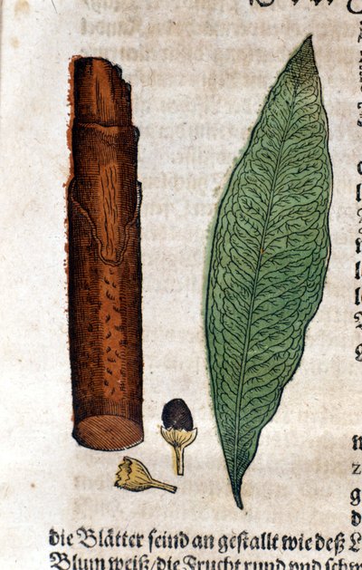 Cinnamome. Gravure - dans « Kreutterbuch Dess Hochgelehrten unnd weitberuhmten Herrn D. Petri Andreae Matthioli » par Pietro Andrea Mattioli (Matthiole) (1500-1577). Francfort - Pietro Andrea Mattioli