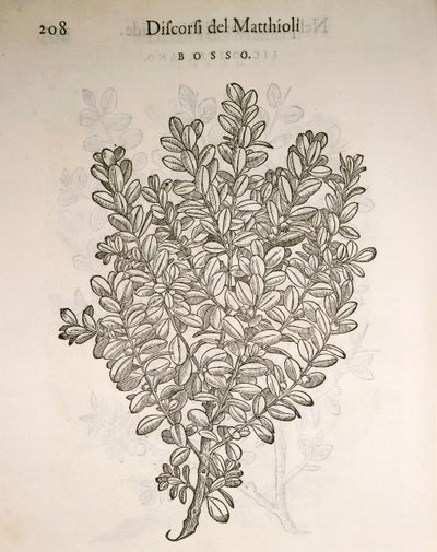 Buis commun (Buxus sempervirens), gravure par Pier Andrea Mattioli - Pietro Andrea Mattioli