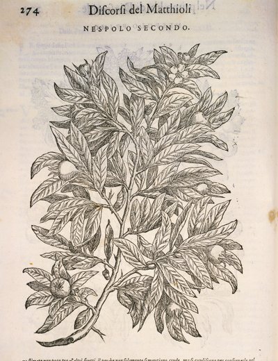 Néflier commun (Mespilus germanica), gravure par Pier Andrea Mattioli - Pietro Andrea Mattioli