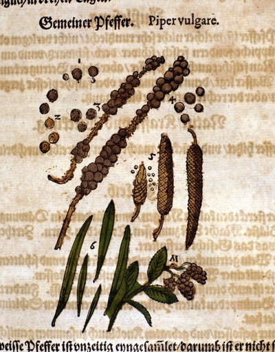 Poivre commun. Gravure - dans Kreutterbuch Dess Hochgelehrten unnd weitberuhmten Herrn D. Petri Andreae Matthioli par Pietro Andrea Mattioli (Matthiole) (1500-1577). Francfort - Pietro Andrea Mattioli