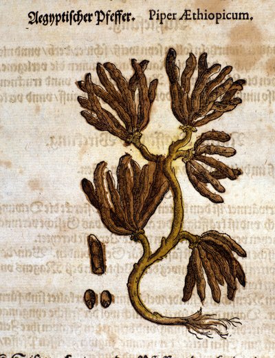 Poivre d
