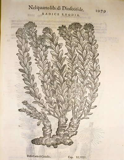 Orpin rose (Rhodiola rosea), gravure de Pier Andrea Mattioli - Pietro Andrea Mattioli