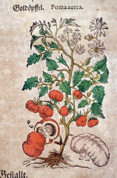 Herbier : planoma botanique aureache représentant un plant de tomate (Caulis floridus). Gravure dans "Kreutterbuch Des Hochgelehrten unnd weitberuhmten Herrn D. Petri Andreae Matthioli" par Pietro Andrea Mattioli (Matthiole) - Pietro Andrea Mattioli