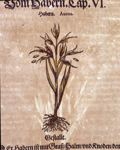 Herbier : avoine. Gravure dans "Kreutterbuch Dess Hochgelehrten unnd weitberuhmten Herrn D. Petri Andreae Matthioli" par Pietro Andrea Mattioli - Pietro Andrea Mattioli