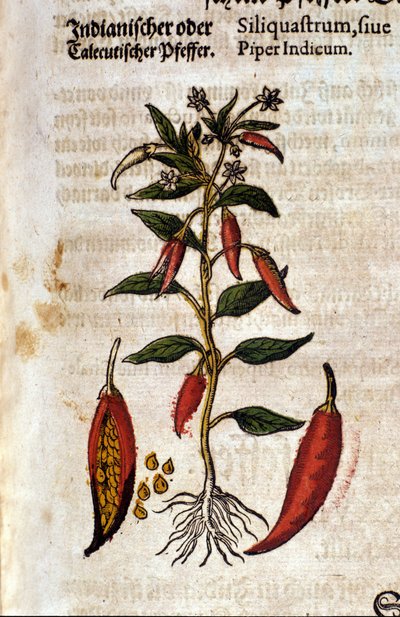 Poivre indien. Gravure - dans « Kreutterbuch Dess Hochgelehrten unnd weitberuhmten Herrn D. Petri Andreae Matthioli » par Pietro Andrea Mattioli (1500-1577). Francfort - Pietro Andrea Mattioli