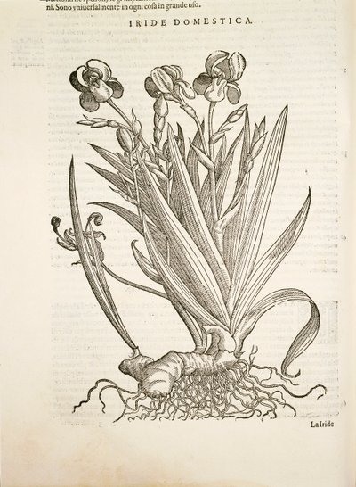 Iris (Iride domestica), gravure par Pier Andrea Mattioli - Pietro Andrea Mattioli