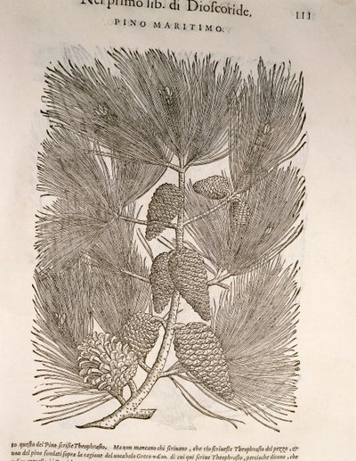 Pin maritime (Pinus pinaster), gravure par Pier Andrea Mattioli - Pietro Andrea Mattioli