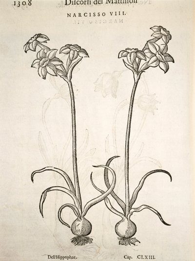 Narcisse, gravure par Pier Andrea Mattioli - Pietro Andrea Mattioli