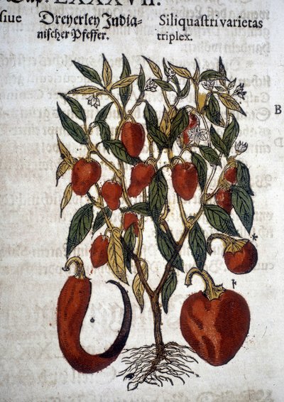 Poivrons ou Siliquaftri varietas triplex - Dans "Herbier Mattioli" - Pietro Andrea Mattioli
