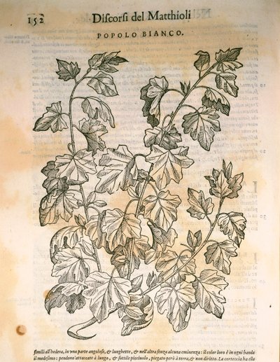 Peuplier (Populus), gravure de Pier Andrea Mattioli - Pietro Andrea Mattioli