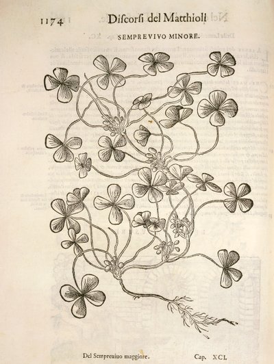 Joubarbe (Semprevivo minore), gravure par Pier Andrea Mattioli - Pietro Andrea Mattioli