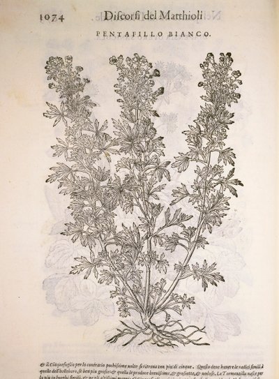 Potentille blanche (Potentilla alba), gravure par Pier Andrea Mattioli - Pietro Andrea Mattioli